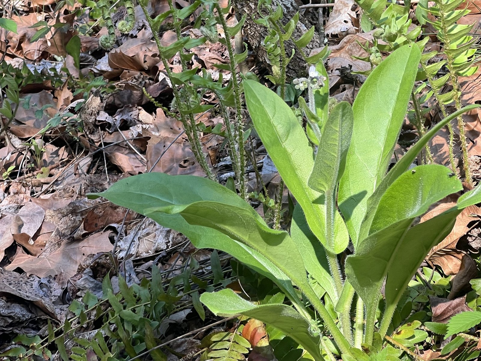 Wild Comfrey growing at Wild Woods Retreat & Farm