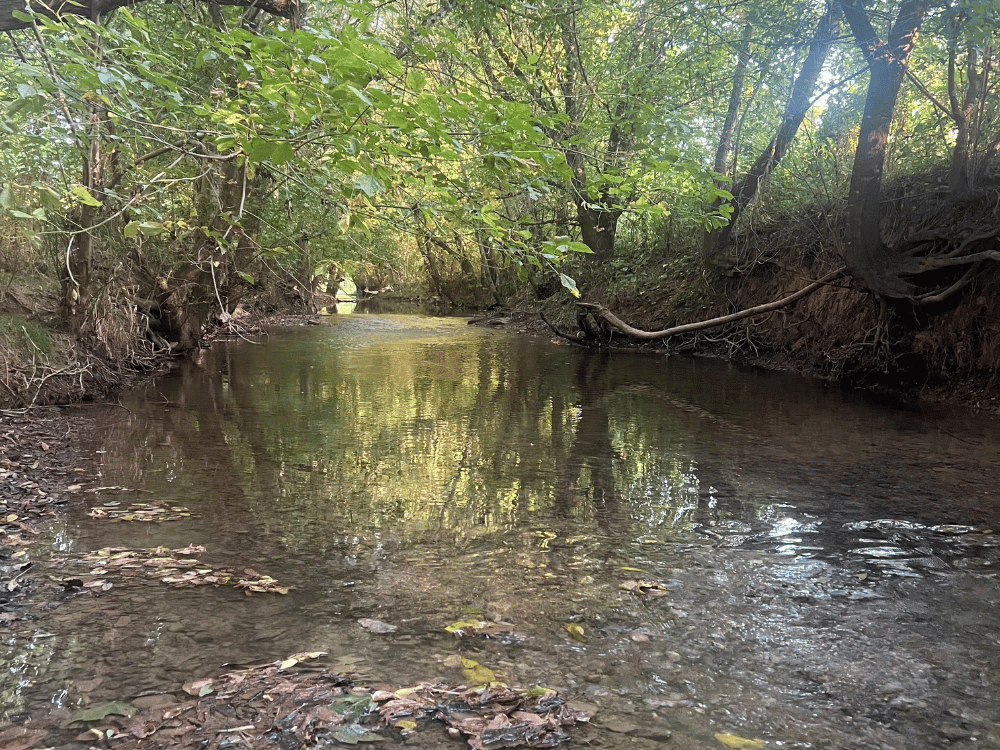 Creek is just steps away from Otter Beach Treehouse relax in the creek at Otter Beach Treehouse