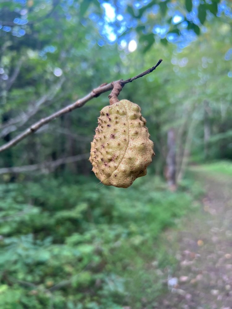 Wild Woods - Black walnut gall