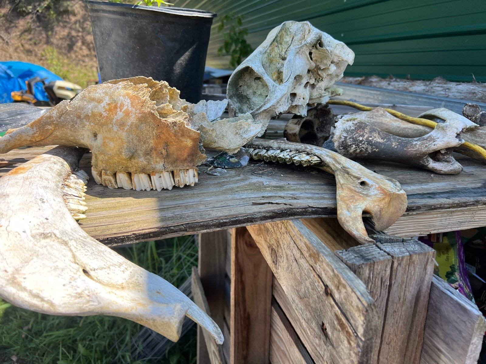 Wild pig and deer bones found along the creek at Wild Woods Retreat & Farm after high water receded