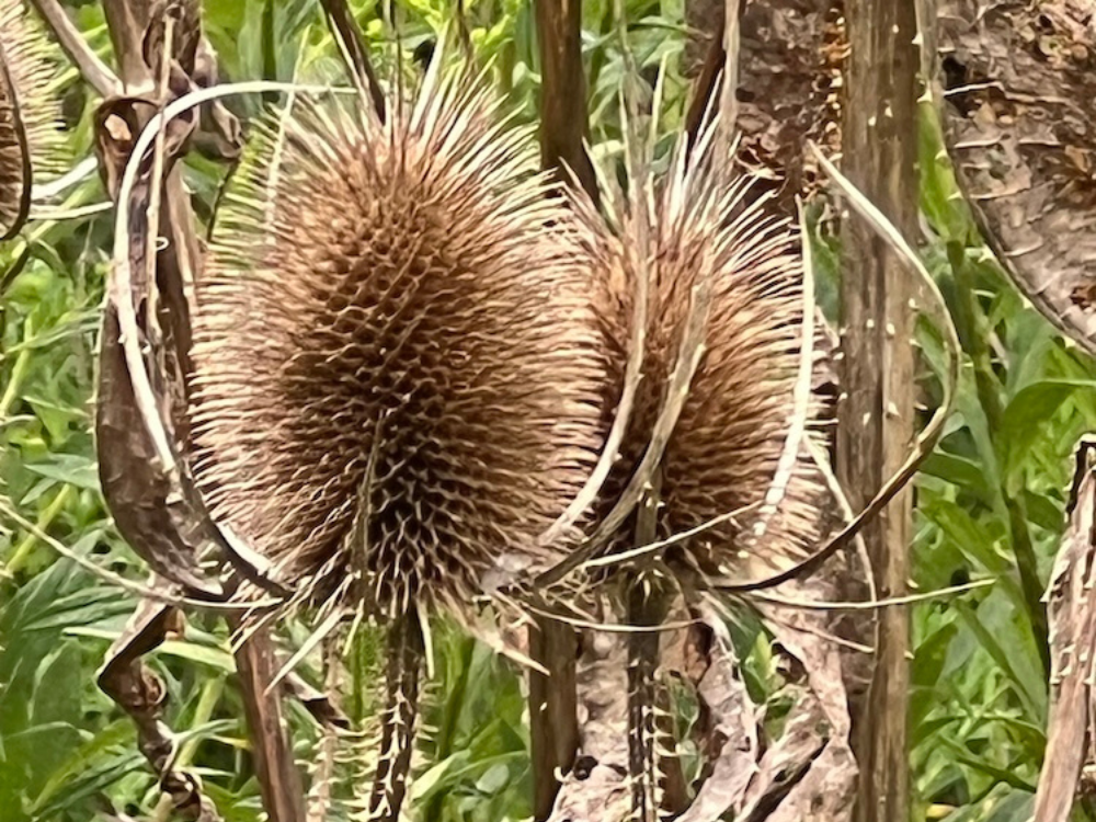 Wild Woods Wild Teasel Dried, gold-brown teasel seed heads gone to seed along a field edge at Wild Woods Retreat & Farm
