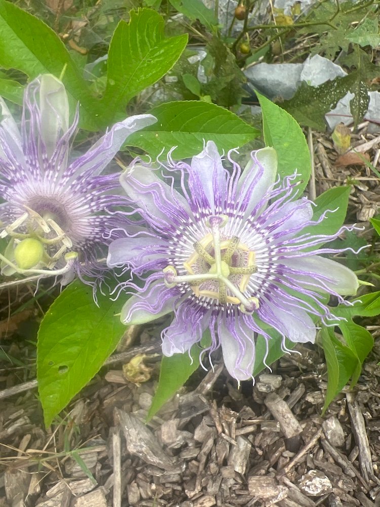 Wild Woods - purple passion flower Purple passionflower (maypop) blooming wild at Wild Woods Retreat & Farm in Greeneville, TN