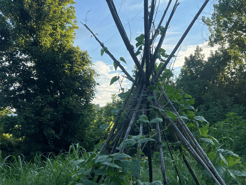 Pole bean tipi trellis made from dried weed stalks and twine, climbing with bean vines in the garden at Wild Woods Retreat & Farm