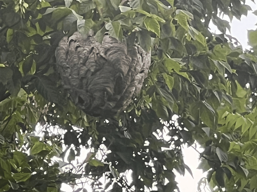 wasp nest greeneville tn farm Basketball-sized paper wasp nest 25 feet up in a tree between Otter Beach and the barn at Wild Woods Retreat & Farm